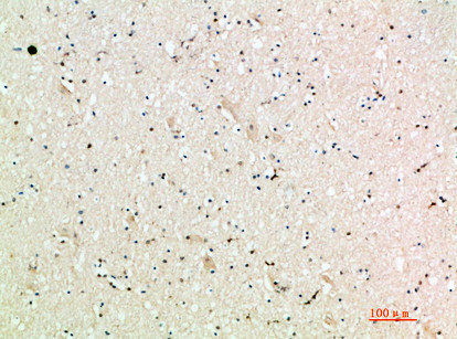 CXCL9 Antibody