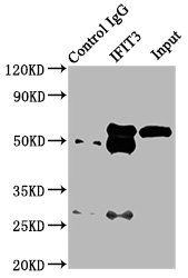 Interferon-induced protein with tetratricopeptide repeats 3 antibody