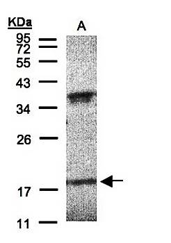 Interferon alpha-6 antibody