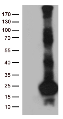 IL34 Antibody