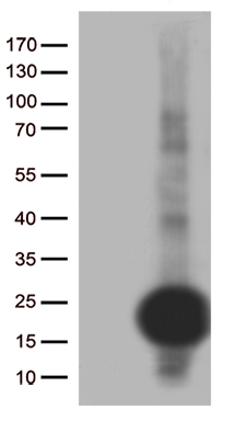 IL34 Antibody