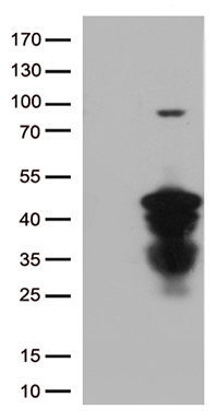 IL34 Antibody
