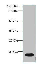 IL36RN Antibody