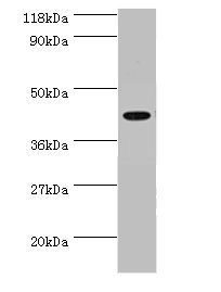 Interleukin enhancer-binding factor 2 antibody