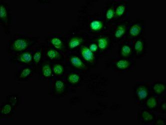 INTS10 antibody