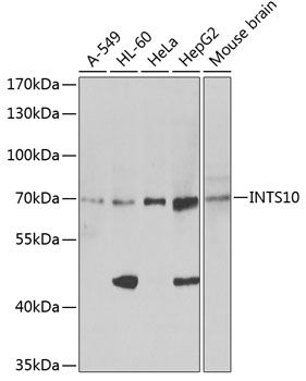 INTS10 antibody