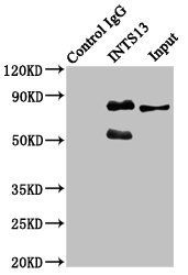 INTS13 Antibody