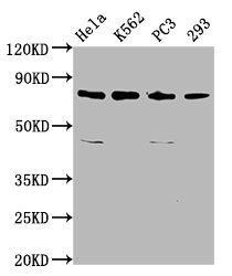 INTS13 antibody