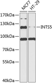 INTS5 antibody