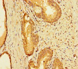 INTS9 antibody