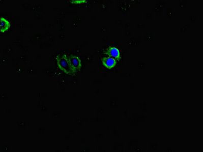 INVS Antibody
