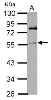 IP6K1 antibody