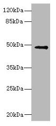 IP6K2 Antibody