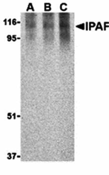 Ipaf Antibody