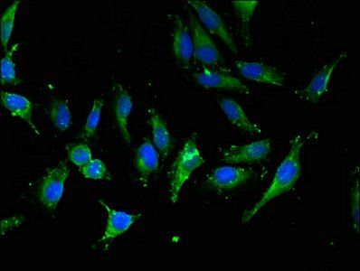 IPO13 antibody