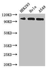 IPO13 antibody