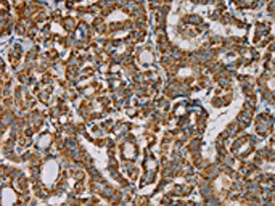 IPO13 Antibody