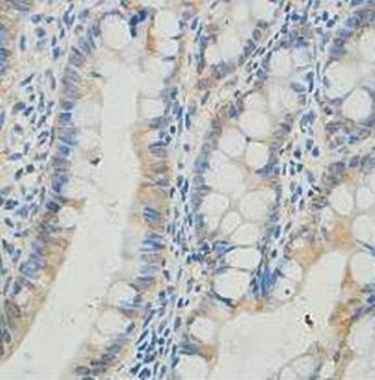 IPO13 antibody