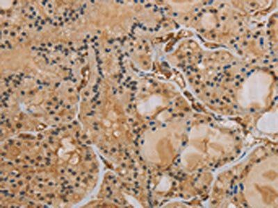 IPO9 Antibody