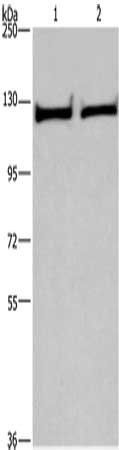 IPO9 antibody