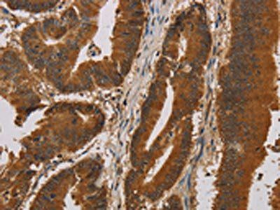 IPO9 Antibody