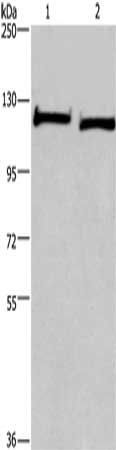 IPO9 antibody