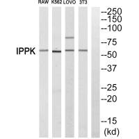 IPPK antibody