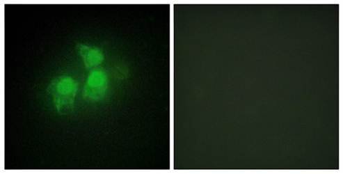 IPPK Antibody