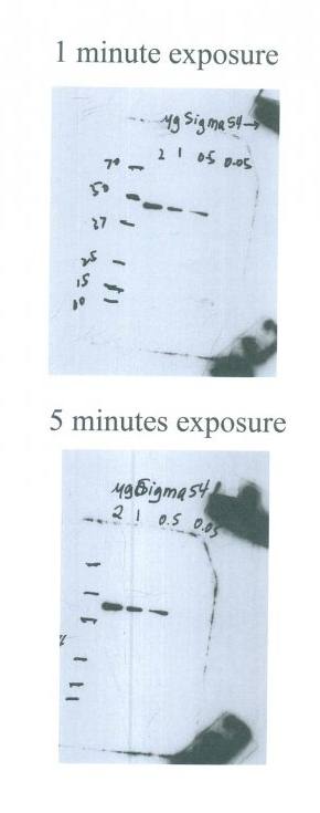Sigma 54 Monoclonal Antibody