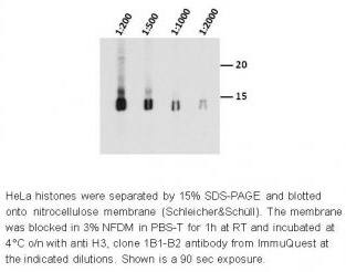 Histone H3 Monoclonal Antibody [1B1-B2] - ChIP Grade - Unconjugated