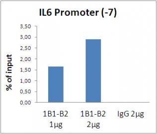 Histone H3 Monoclonal Antibody [1B1-B2] - ChIP Grade - Unconjugated