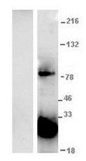GFP Antibody