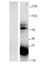 GFP Antibody
