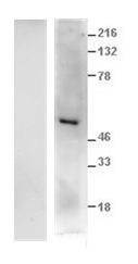 GLP1R Antibody