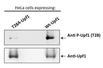 Upf1/Rent1 (pThr28) Antibody [P-CS-1]