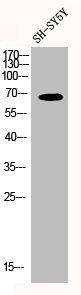 IQCB1 Antibody