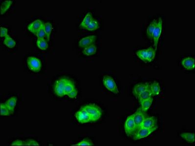 IQCG Antibody