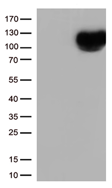 IQGAP1 Antibody