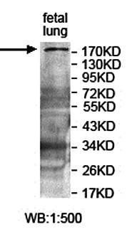 IQGAP3 antibody