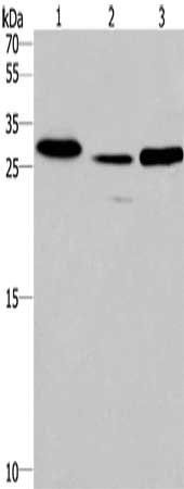 IRAK1BP1 antibody