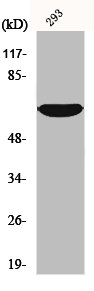 IRAK2 Antibody