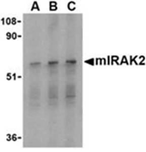 IRAK2 Antibody
