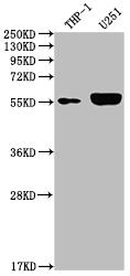 IRAK4 antibody