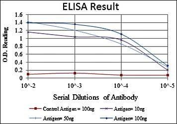 IRAK4 Antibody