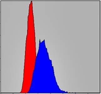 IRAK4 Antibody