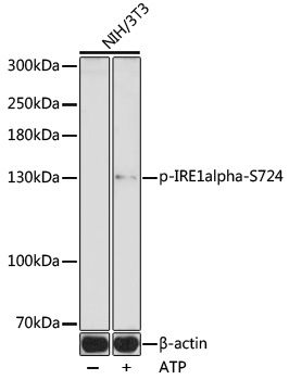 IRE1alpha (Phospho-S724) antibody