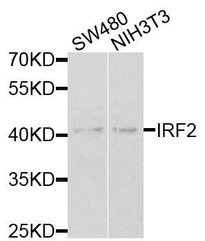 IRF-2 antibody