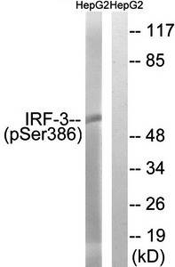 IRF-3 (Phospho-Ser386) Antibody