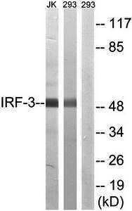 IRF-3 (Ab-386) Antibody