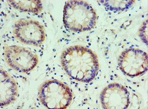 IRF2 Antibody